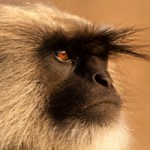 Kädellisen pelottava tuijotus.