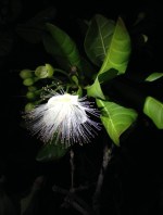 Öinen tuoksuja taskulampun valossa.