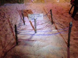 Kilpikonnat nousevat turistirannalle munimaan, jopa keskelle ravintolaa.