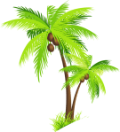 palm tree